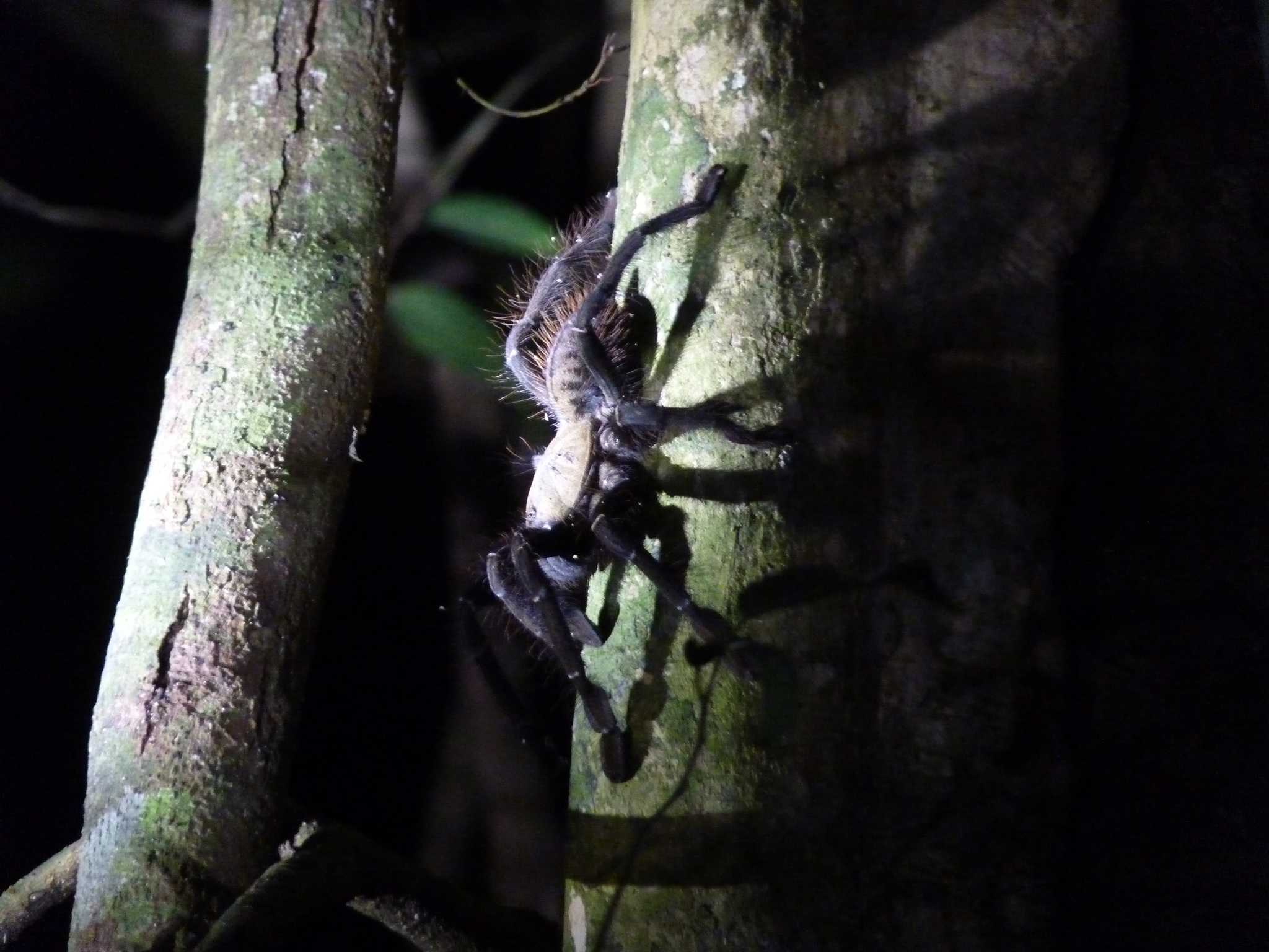 Omothymus schioedtei tarantula on a tree, shot at night Omothymus schioedtei tarantula on a tree, shot at night